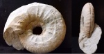 Pachydiscus sp.