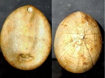Echinocorys tenuituberculata.
