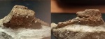 не определенная клешня омара