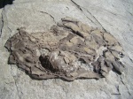 Inoceramus 2