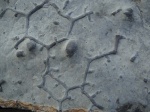 Paleodictyon majus 1