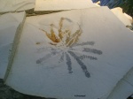 Cladichnus fischeri