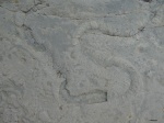 Laminites,