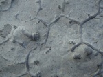 Paleodictyon majus 2