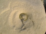 Zoophycos 5