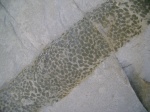 Ophiomorpha 2