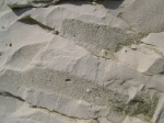Ophiomorpha