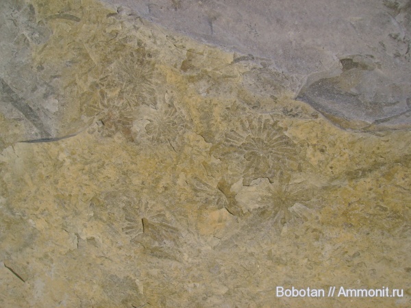 Gyrophyllites