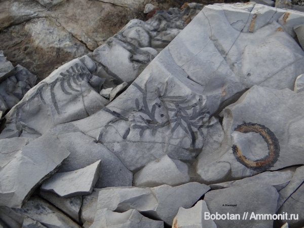 Chondrites, Gyrolithes