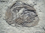 Inoceramus 6