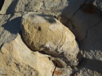 Spongeliomorpha