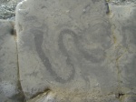 Scolicia-Laminites