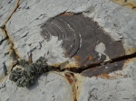 Inoceramus  8
