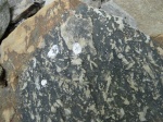 Paleodictyon,