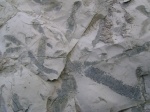 Ophiomorpha 3