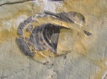 Inoceramus 11