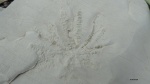 Cladichnus fischeri 2