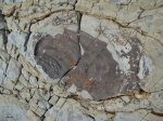 Inoceramus 9
