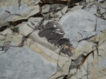 Inoceramus 10