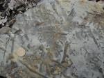 Paleodictyon majus 3