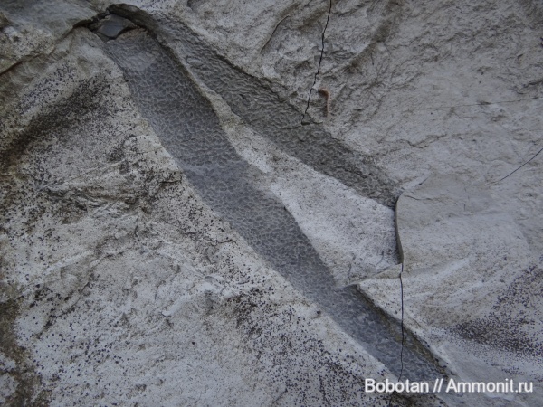 Ophiomorpha
