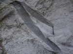 Ophiomorpha 4