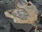 Inoceramus 12