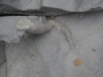 Ophiomorpha