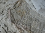 Pseudoperna congesta.