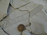 Ophiomorpha