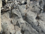 Rhizocorallium и неизвестные.