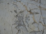 Phymatoderma