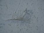 Phymatoderma