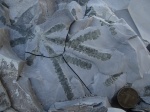 Cladichnus fischeri