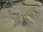 Chondrites