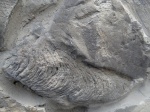 Rhizocorallium