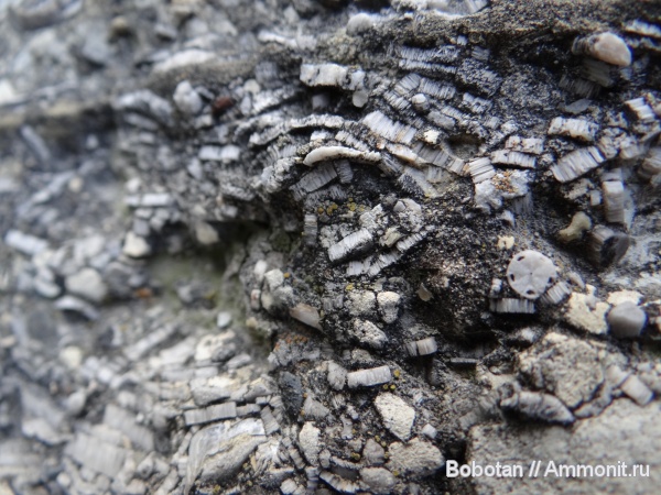 мел, мезозой, верхний мел, Crinoidea