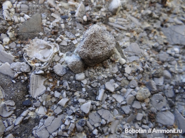 мезозой, верхний мел, Echinoidea