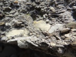 "Запчасть" похожая на клешню и фрагмент морской лилии.