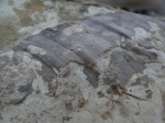 Разбитый морской еж на разбитой раковине.