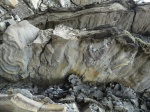 Scolicia,Inoceramus.