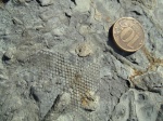 Paleodictyon