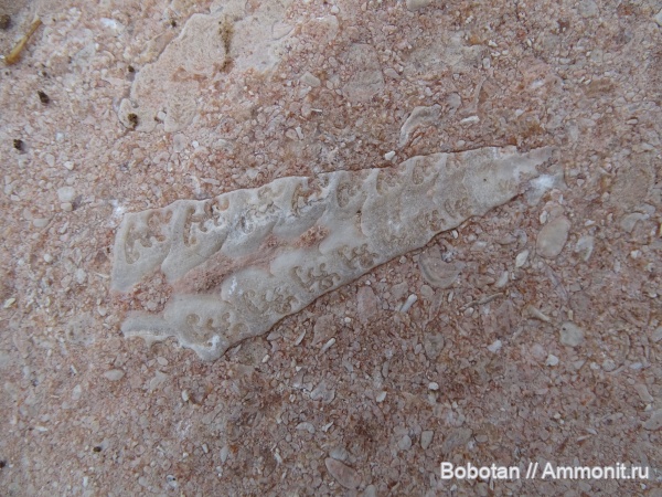 юра, верхняя юра, Ptygmatis, Nerineidae, гора Фишт