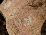 Nerineidae