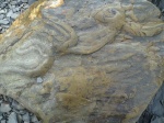 Scolicia,Paleodictyon.