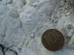 Nummulites