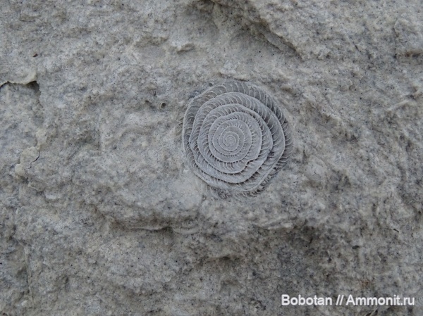 палеоген, фораминиферы, Крым, Nummulites irregularis, Nummulites, Бахчисарайский район