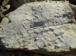 Paleodictyon