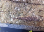 Turritellidae
