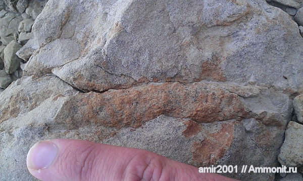 палеоген, ихнофоссилии, Ophiomorpha, Иран